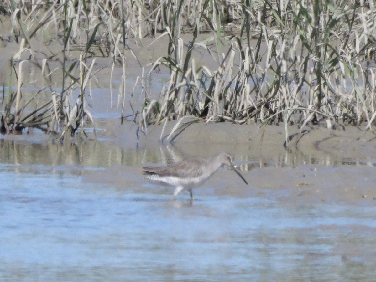 Short-billed Dowitcher - ML643673005