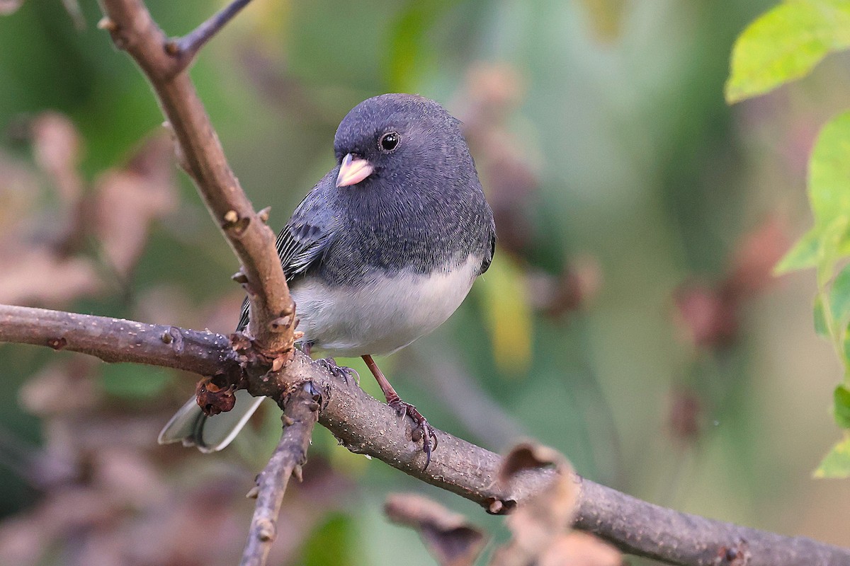 Dark-eyed Junco - ML643673040