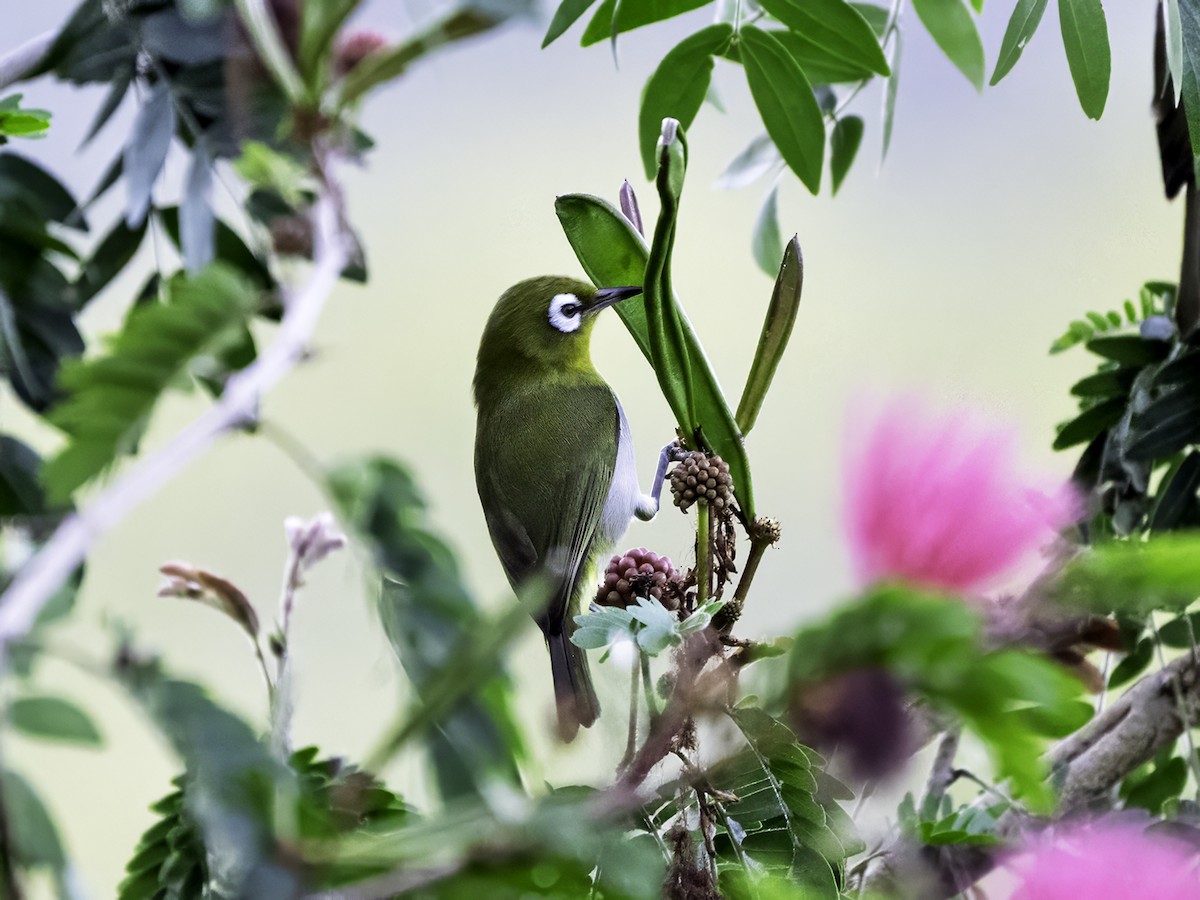 Green-backed White-eye - ML643673046