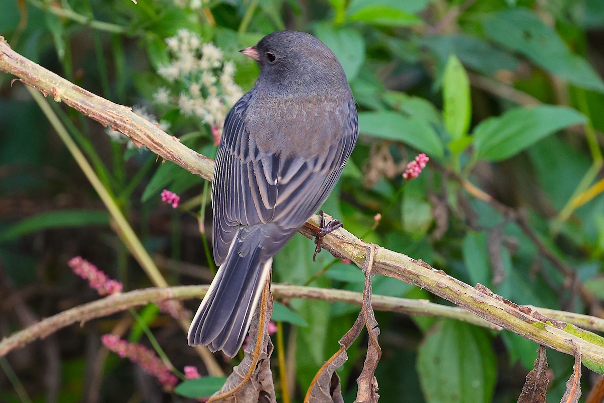 Dark-eyed Junco - ML643673063