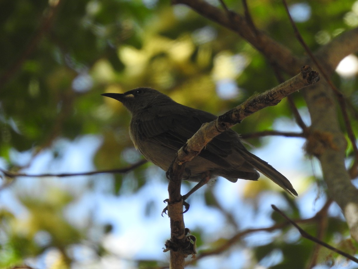 クチシロミツスイ - ML643673067