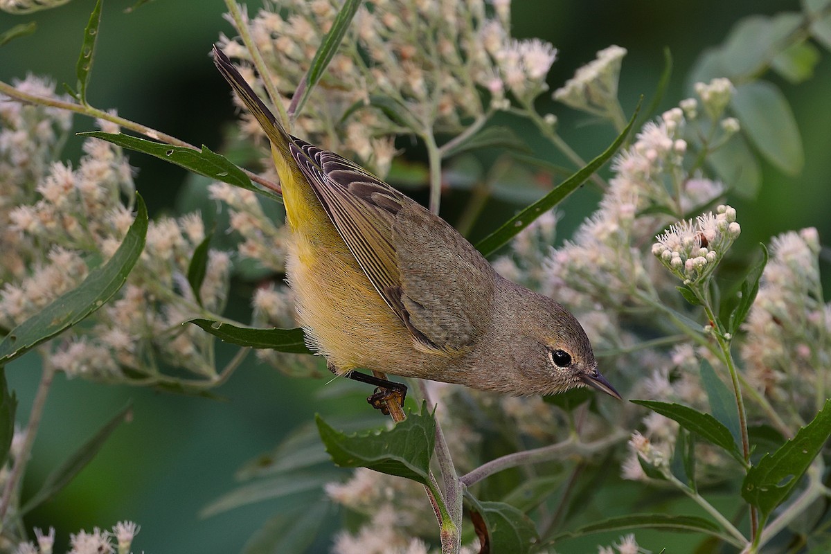 Orange-crowned Warbler - ML643673080
