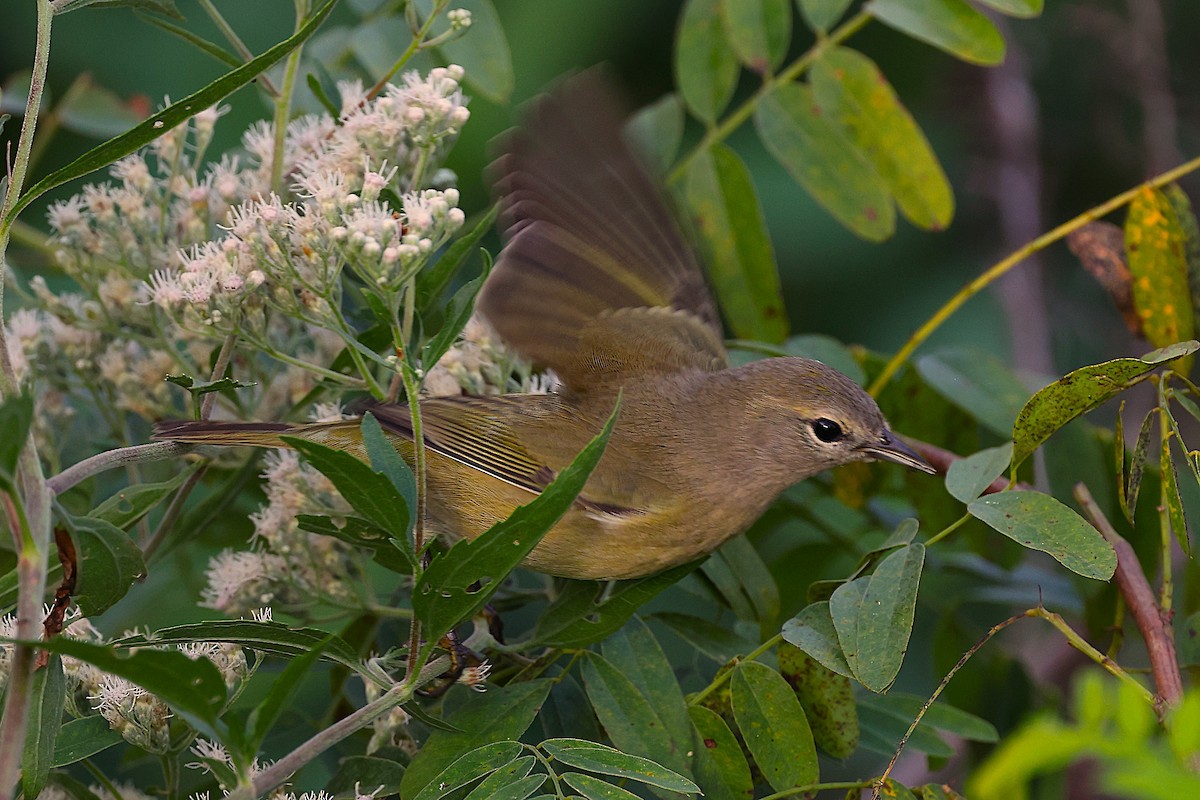 Orange-crowned Warbler - ML643673099