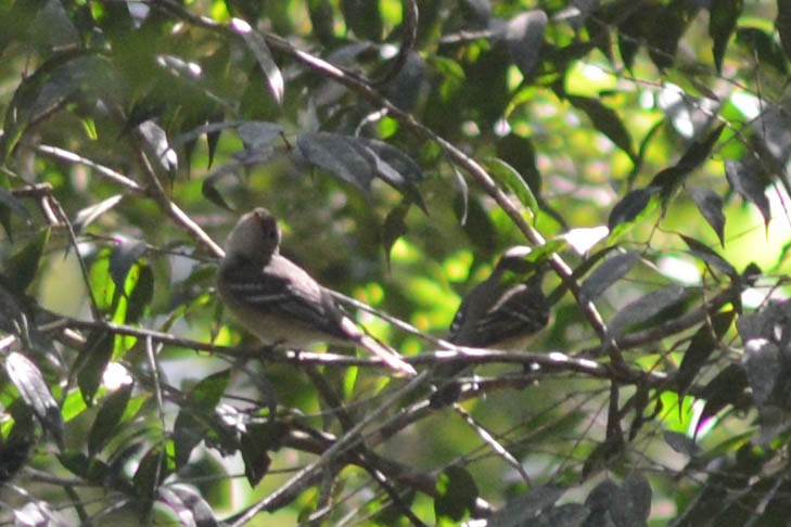 Olivaceous Elaenia - ML643673117