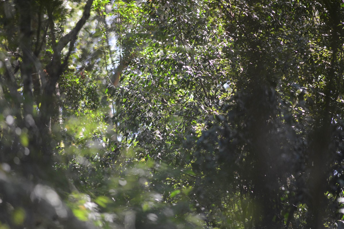 Olivaceous Elaenia - ML643673122