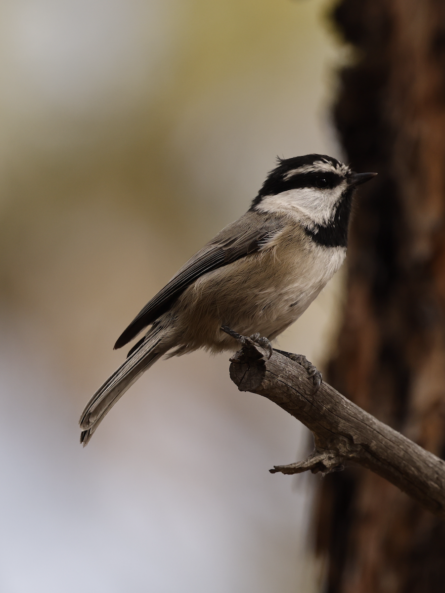 Mountain Chickadee - ML643673123