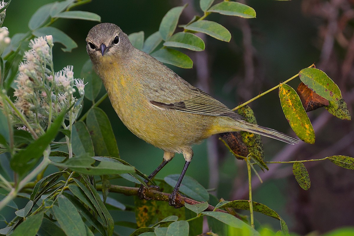Orange-crowned Warbler - ML643673129