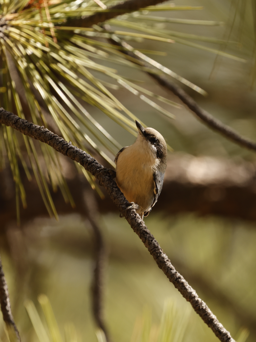 Pygmy Nuthatch - ML643673140