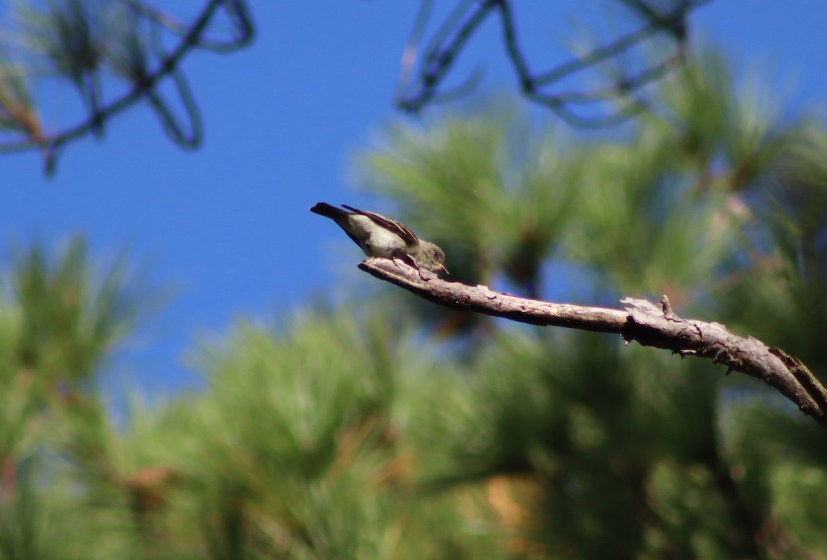 Eastern Wood-Pewee - ML643673141