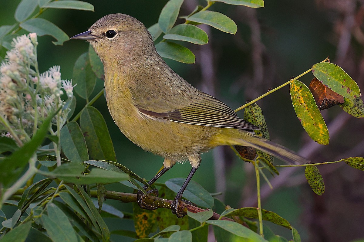 Orange-crowned Warbler - ML643673147