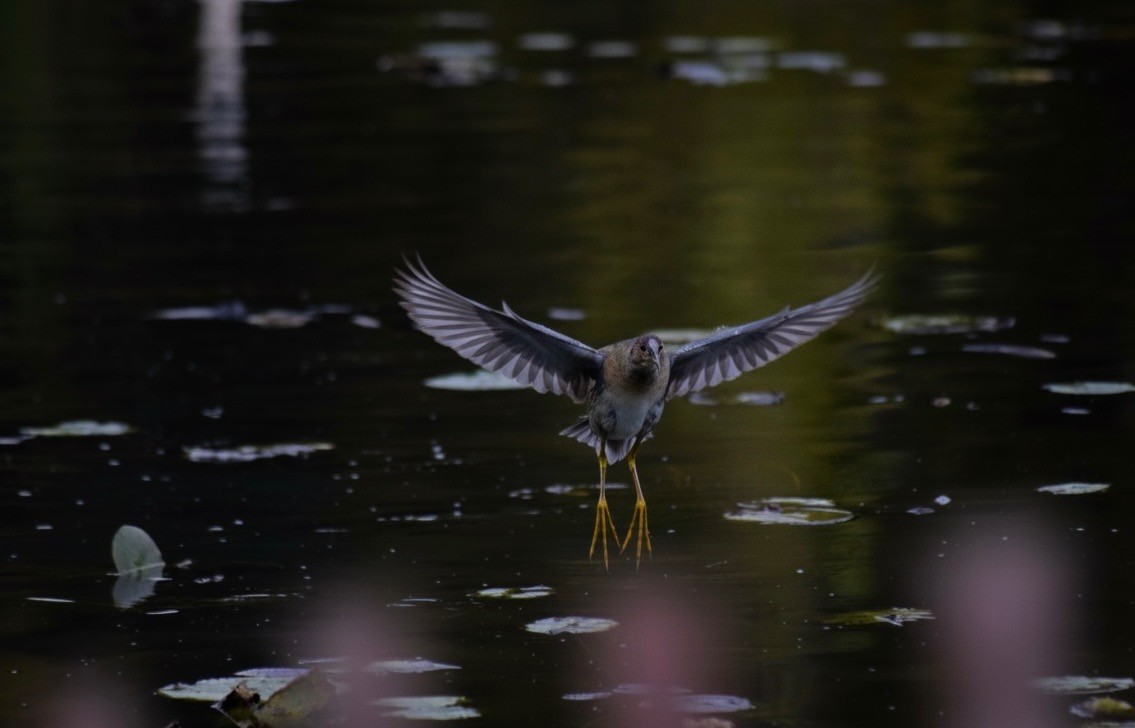 Pollo sultano della Martinica - ML643673152