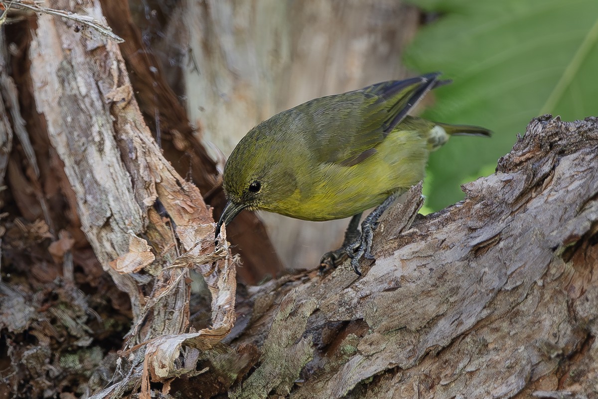 Akiapolaau - ML643673161