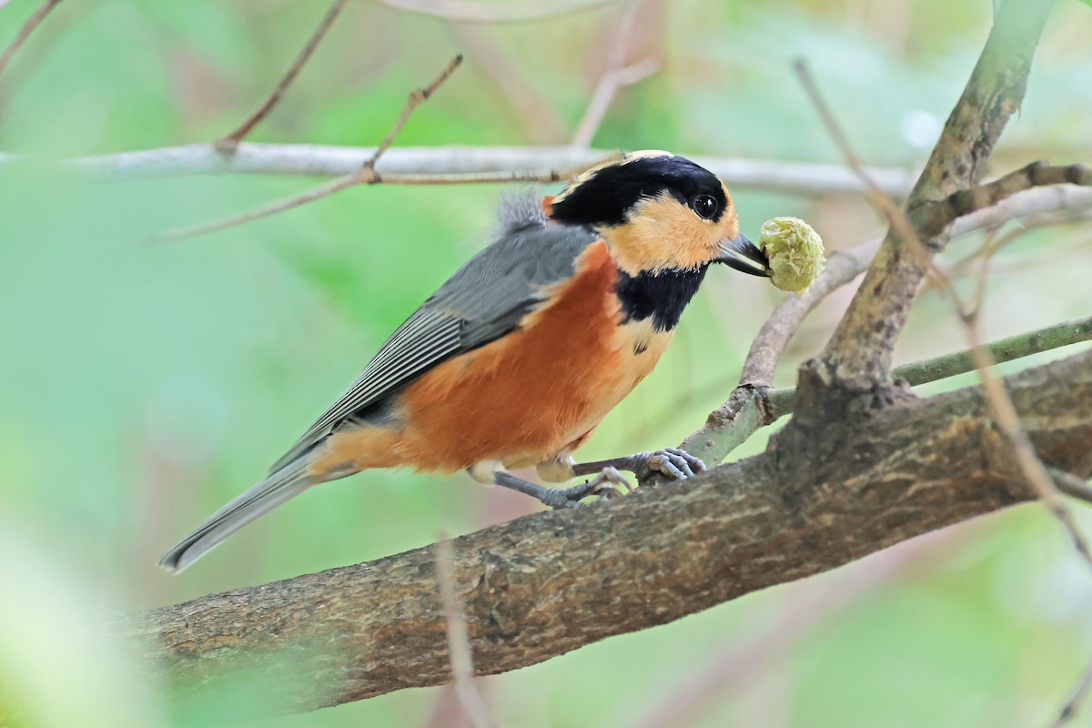 Varied Tit - ML643673162