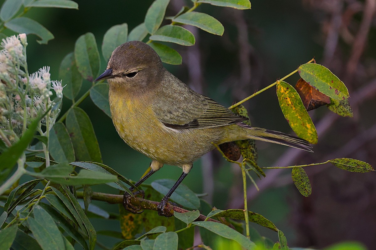 Orange-crowned Warbler - ML643673164