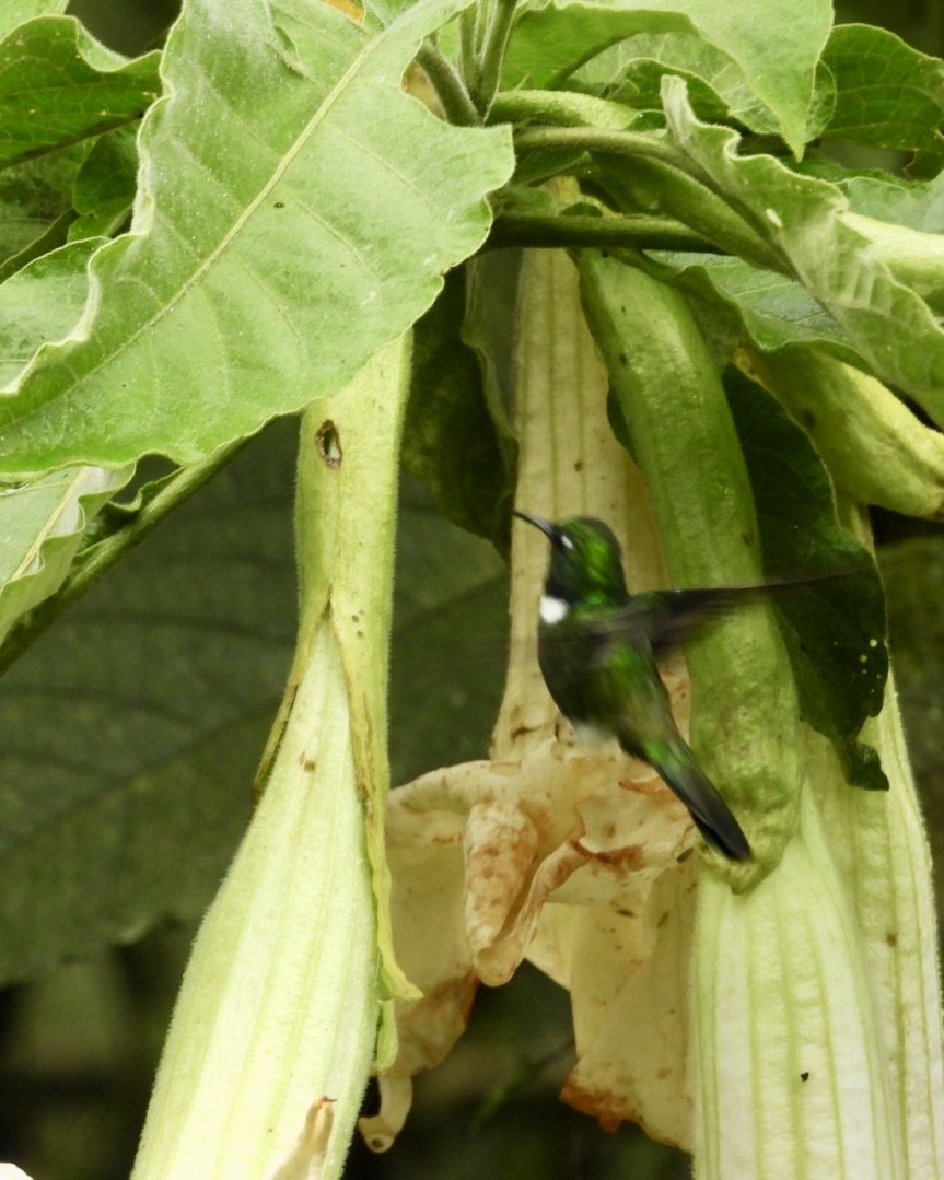 White-throated Daggerbill - ML643673168