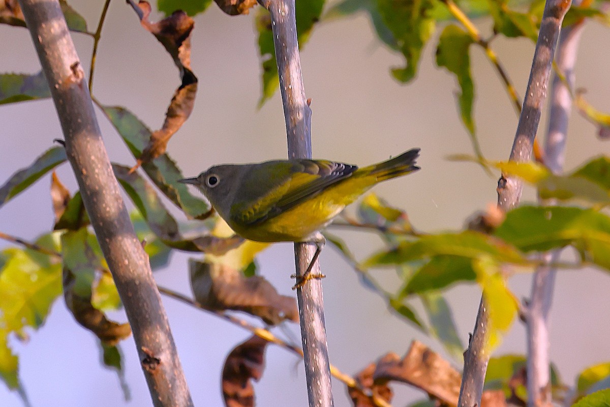 Nashville Warbler - ML643673184
