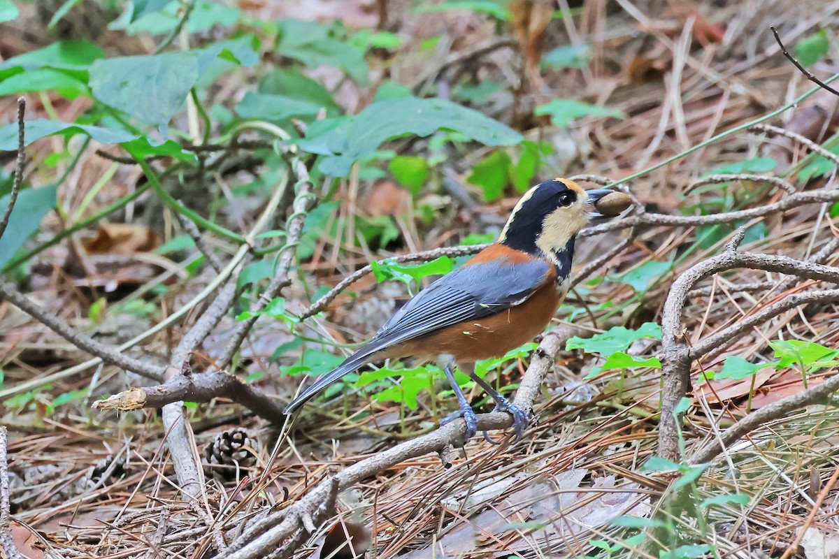 Varied Tit - ML643673187