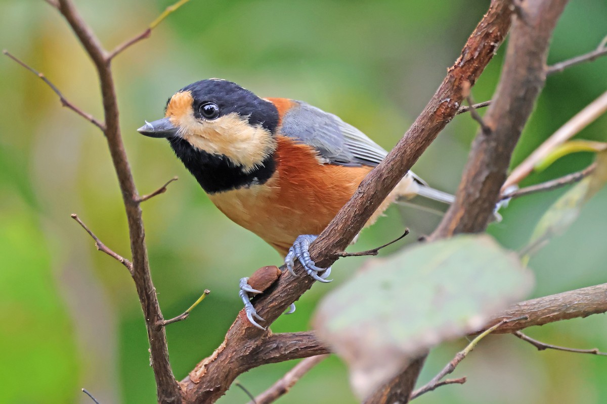 Varied Tit - ML643673198