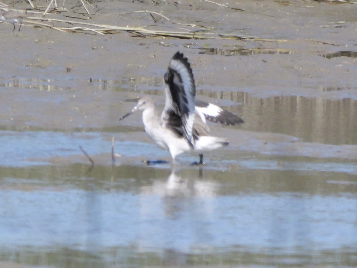 Willet (Western) - ML643673201