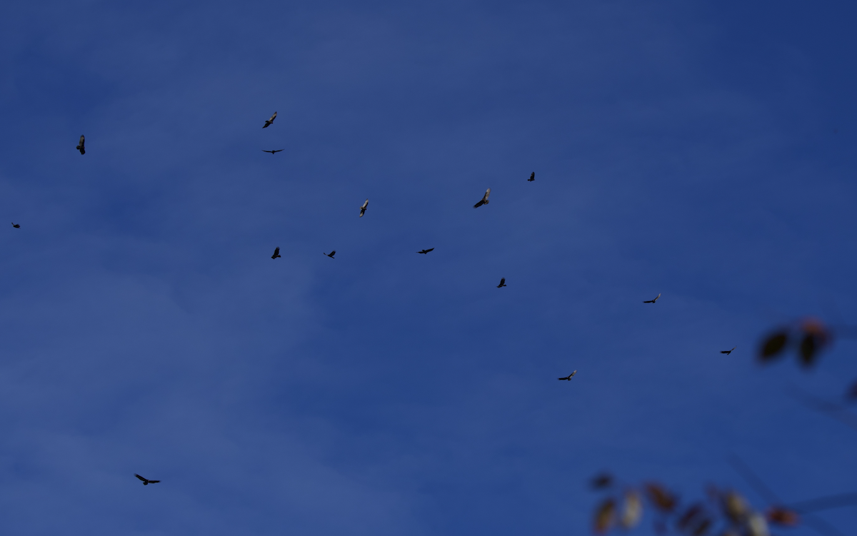 Black Vulture - ML643673211