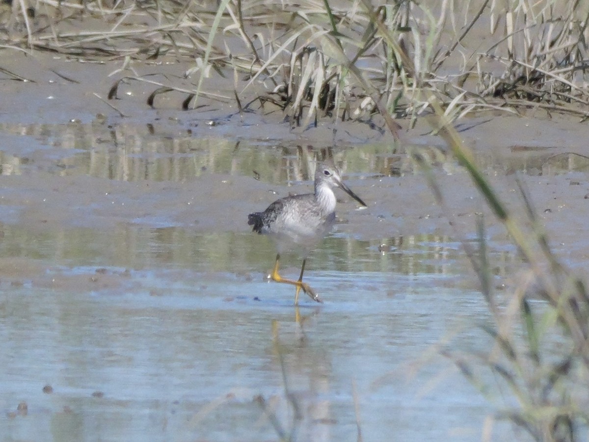 Greater Yellowlegs - ML643673217