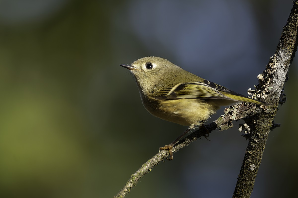 Ruby-crowned Kinglet - ML643673232