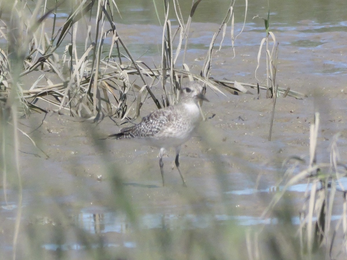Black-bellied Plover - ML643673240