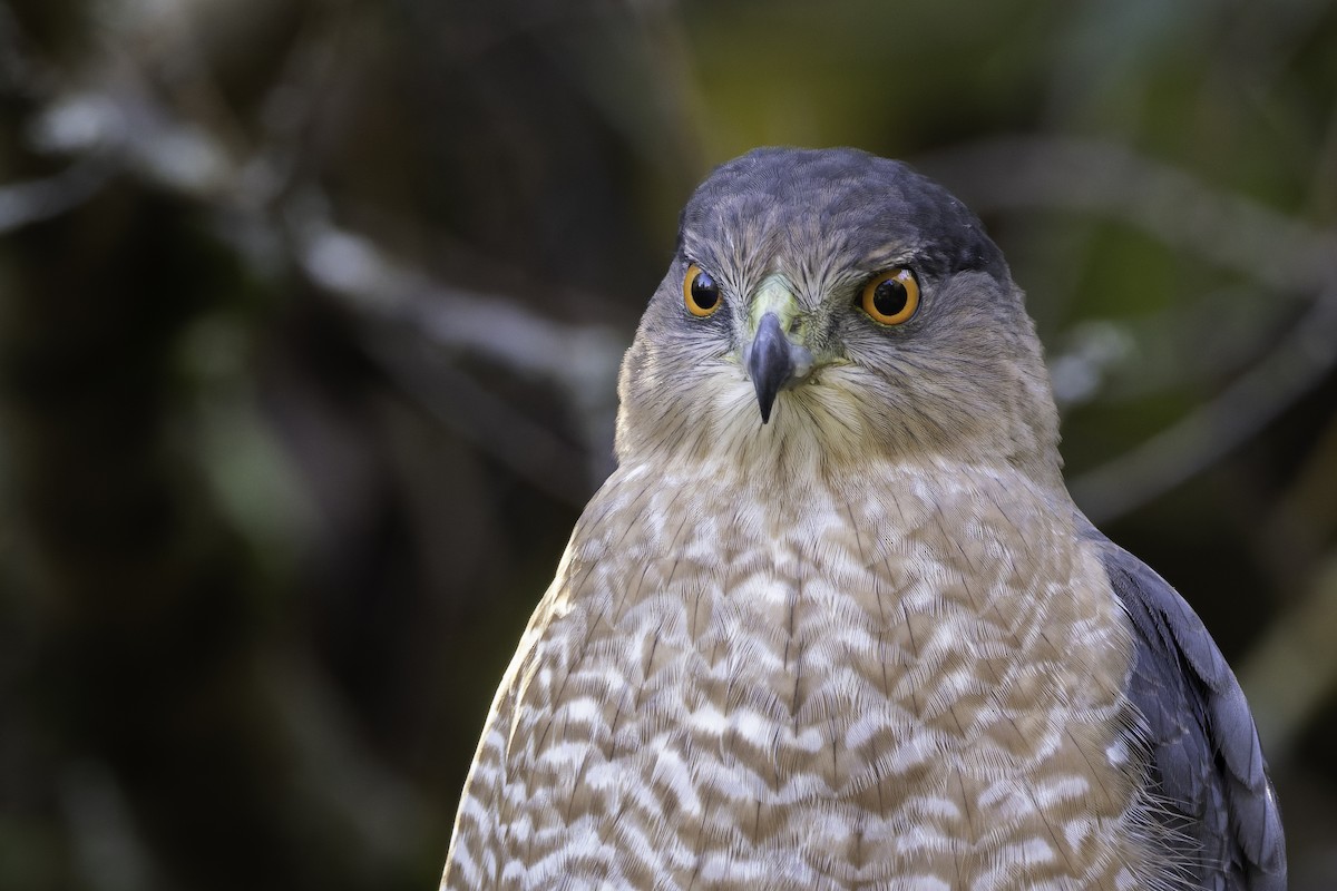 Cooper's Hawk - ML643673245