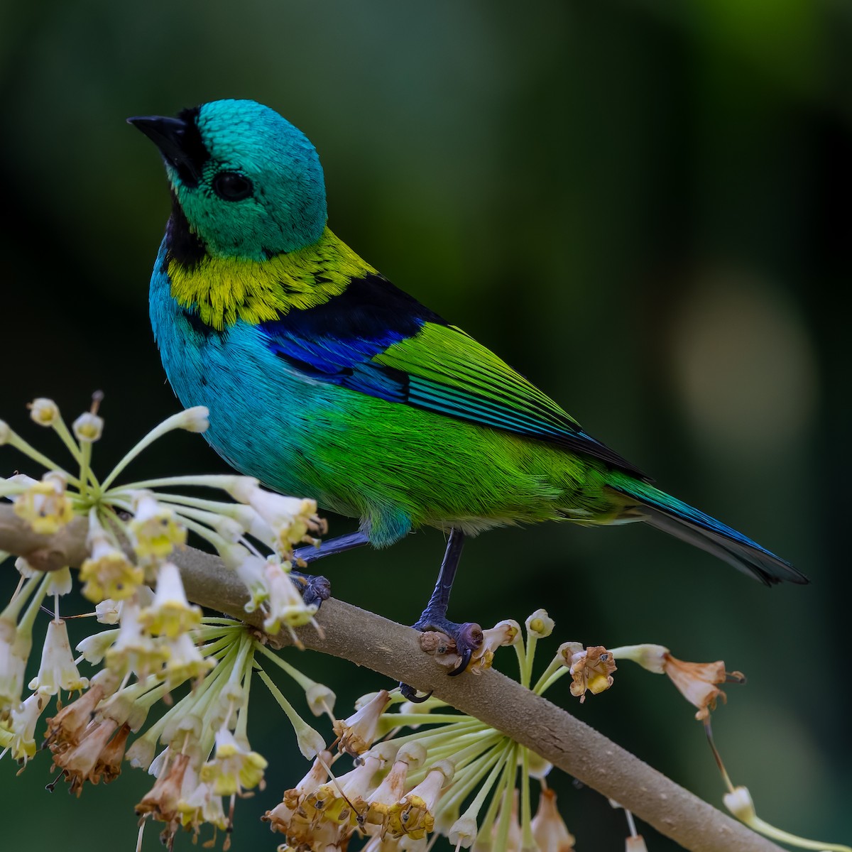 Green-headed Tanager - ML643673264