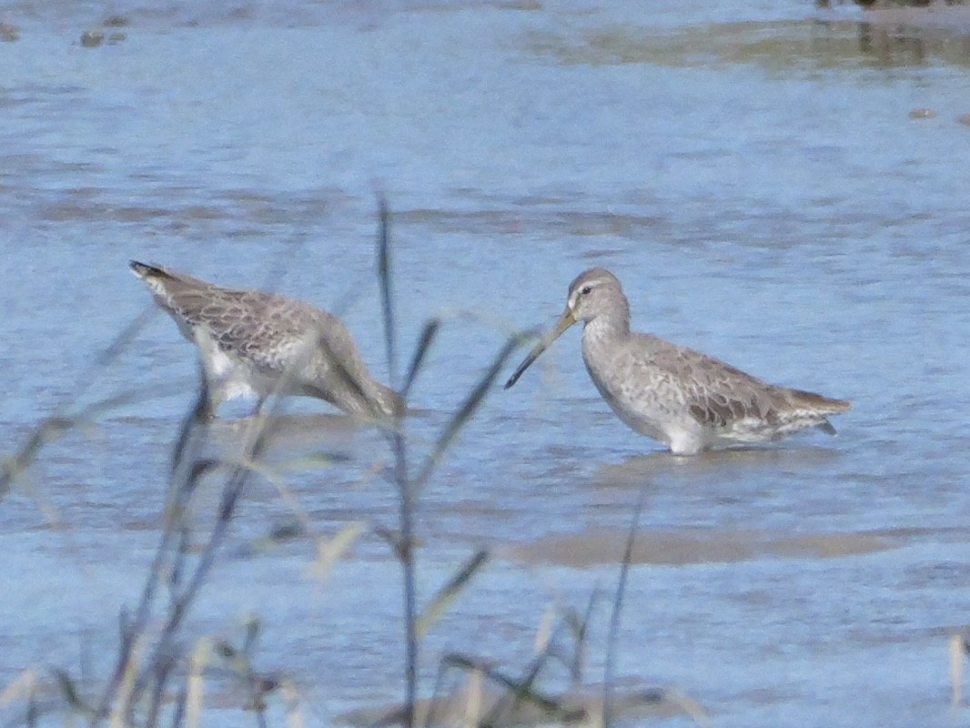 Short-billed Dowitcher - ML643673265