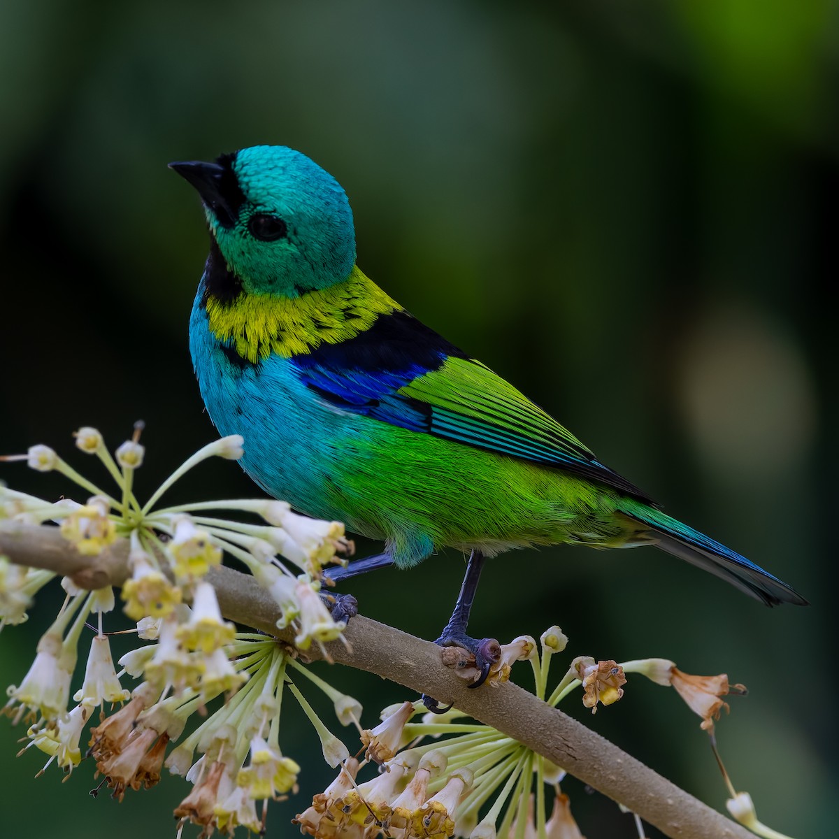 Green-headed Tanager - ML643673268