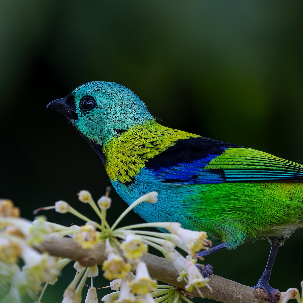 Green-headed Tanager - ML643673269