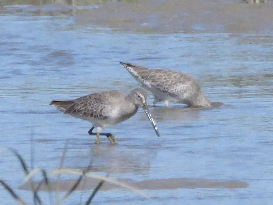 Short-billed Dowitcher - ML643673270