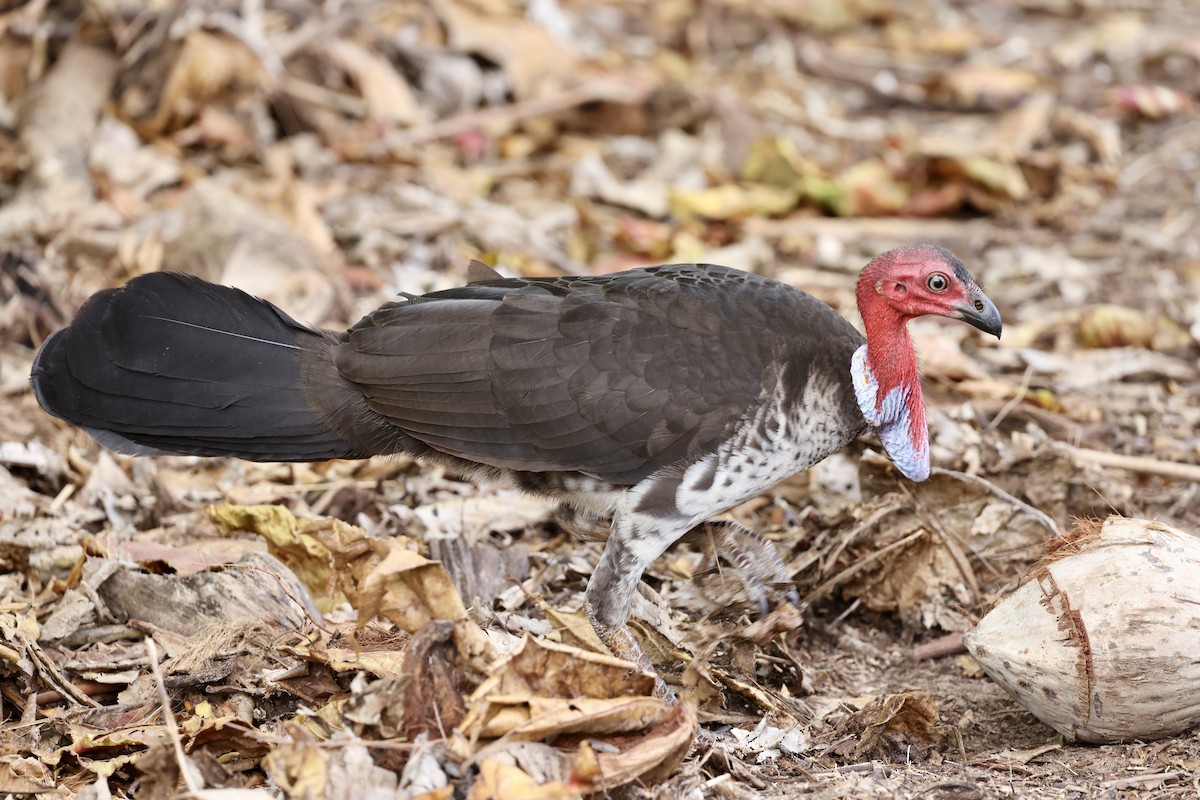 Australian Brushturkey - ML643673276