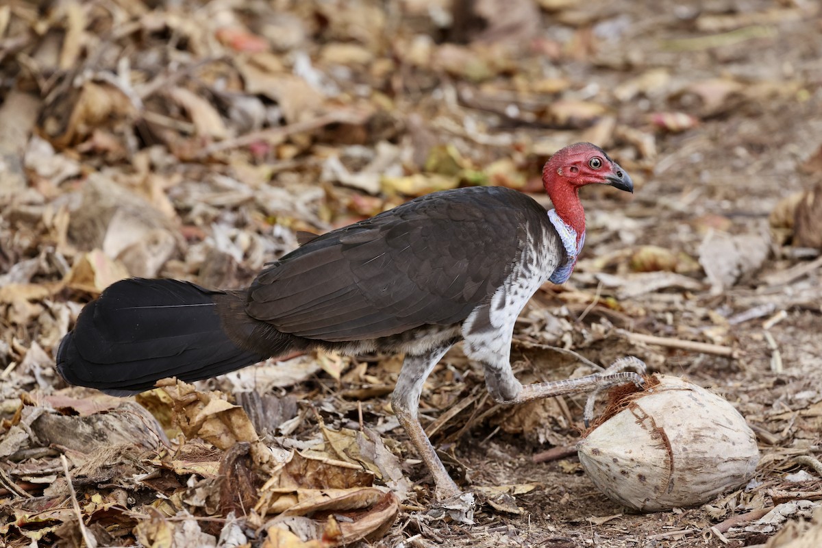 Australian Brushturkey - ML643673277