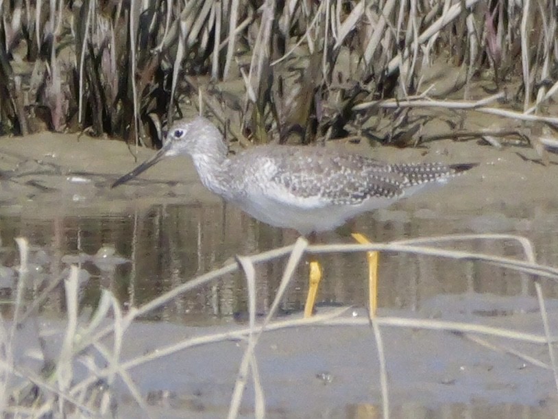 Greater Yellowlegs - ML643673283