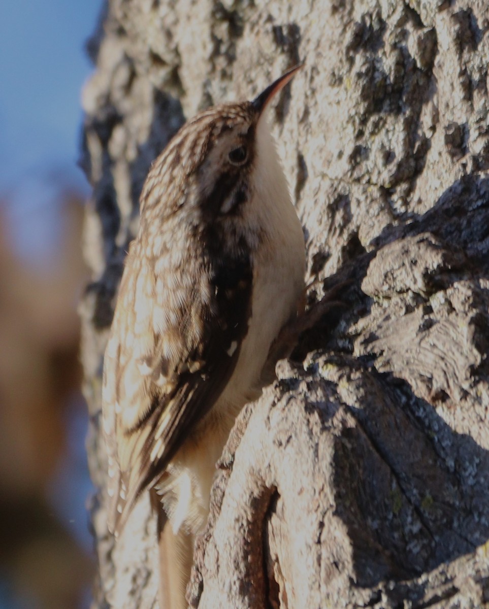 Brown Creeper - ML643673291