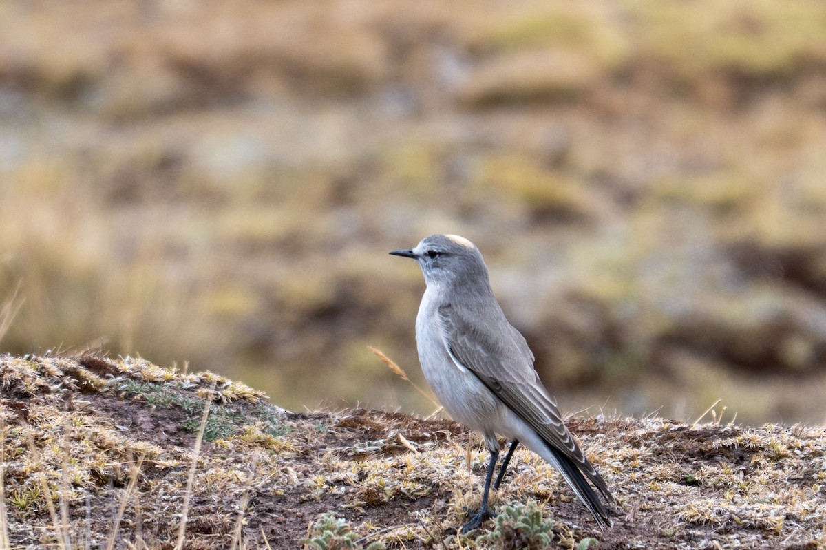 Dormilon à nuque jaune - ML643673298