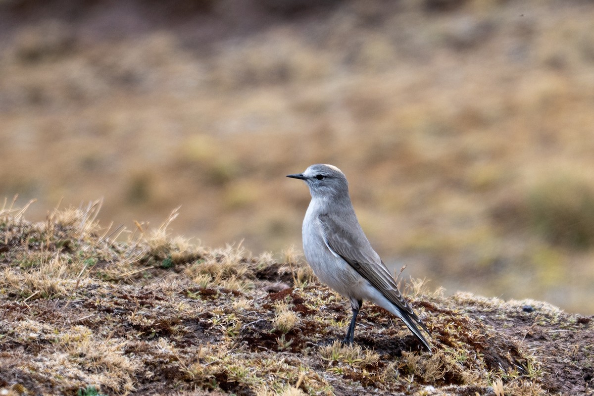 Dormilon à nuque jaune - ML643673299