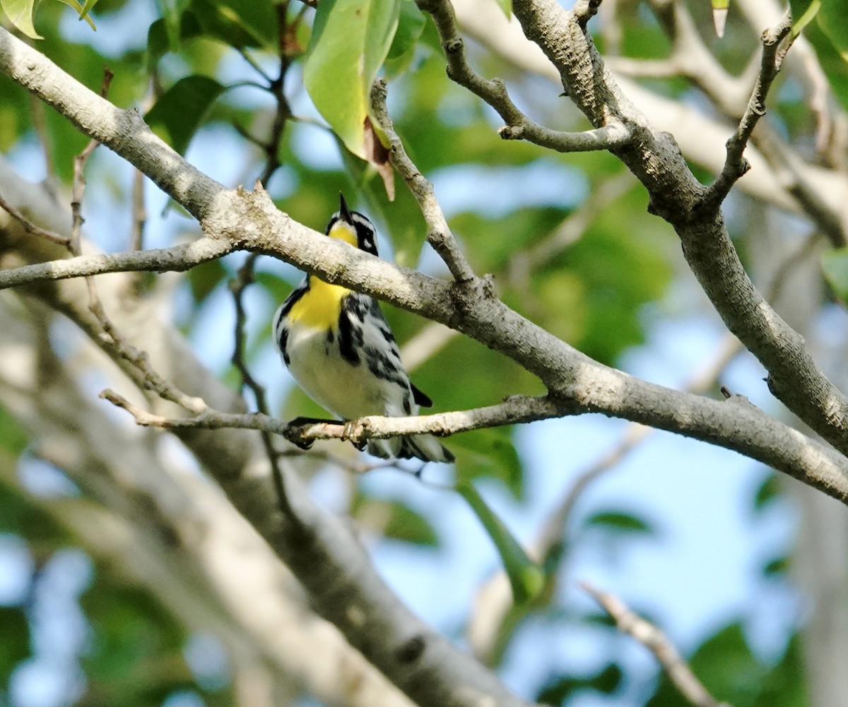 Yellow-throated Warbler - ML643673302