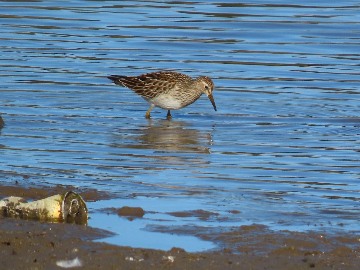 jespák skvrnitý - ML643673310