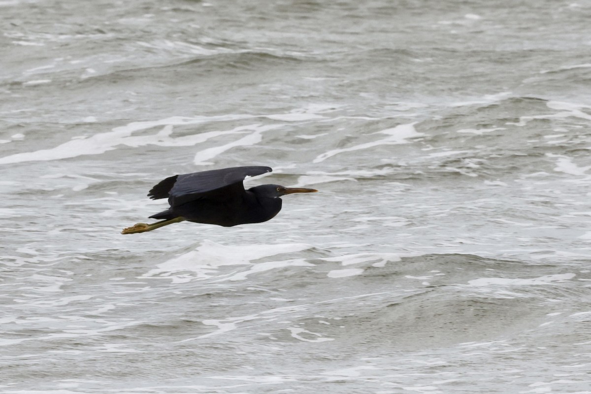 Pacific Reef-Heron - ML643673312