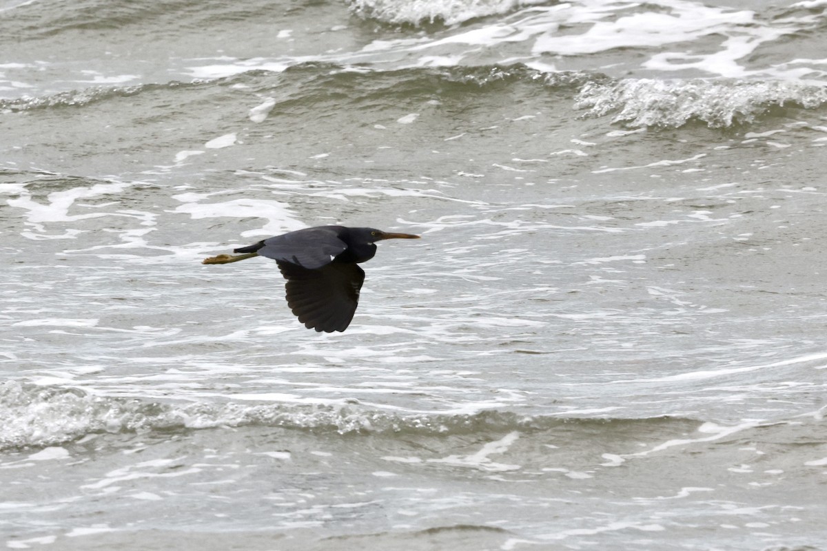 Pacific Reef-Heron - ML643673313