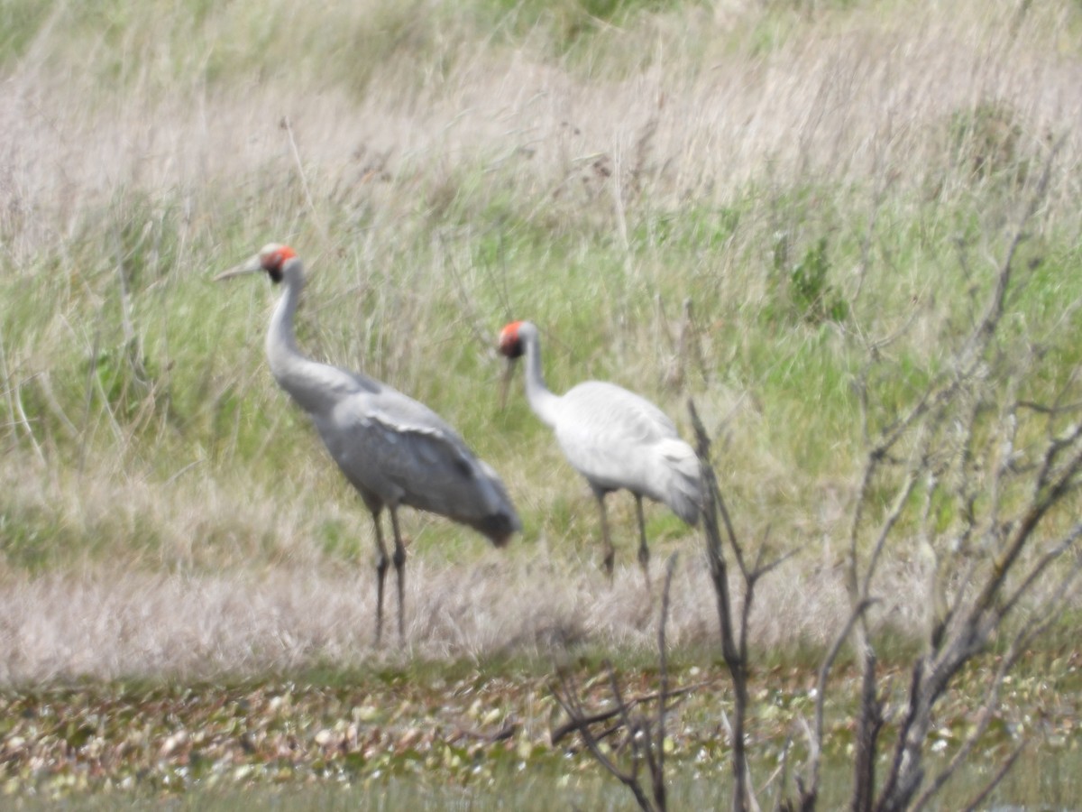 Brolga - ML643673316