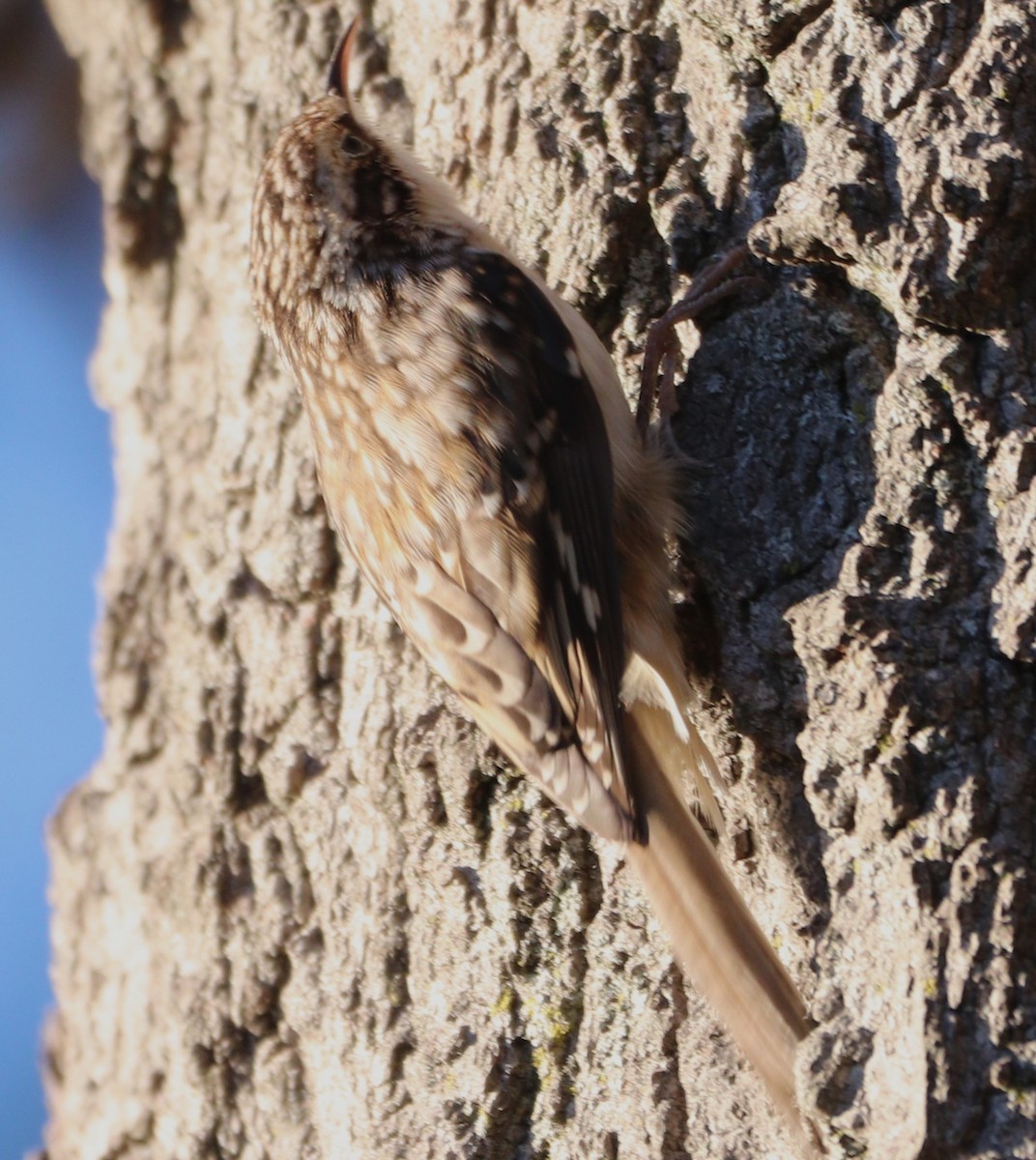 Brown Creeper - ML643673321