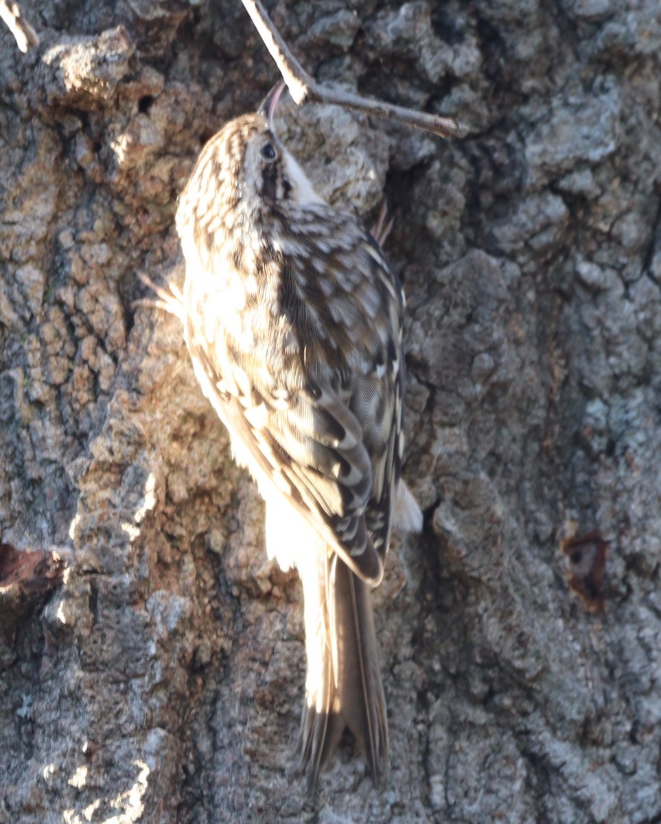 Brown Creeper - ML643673322