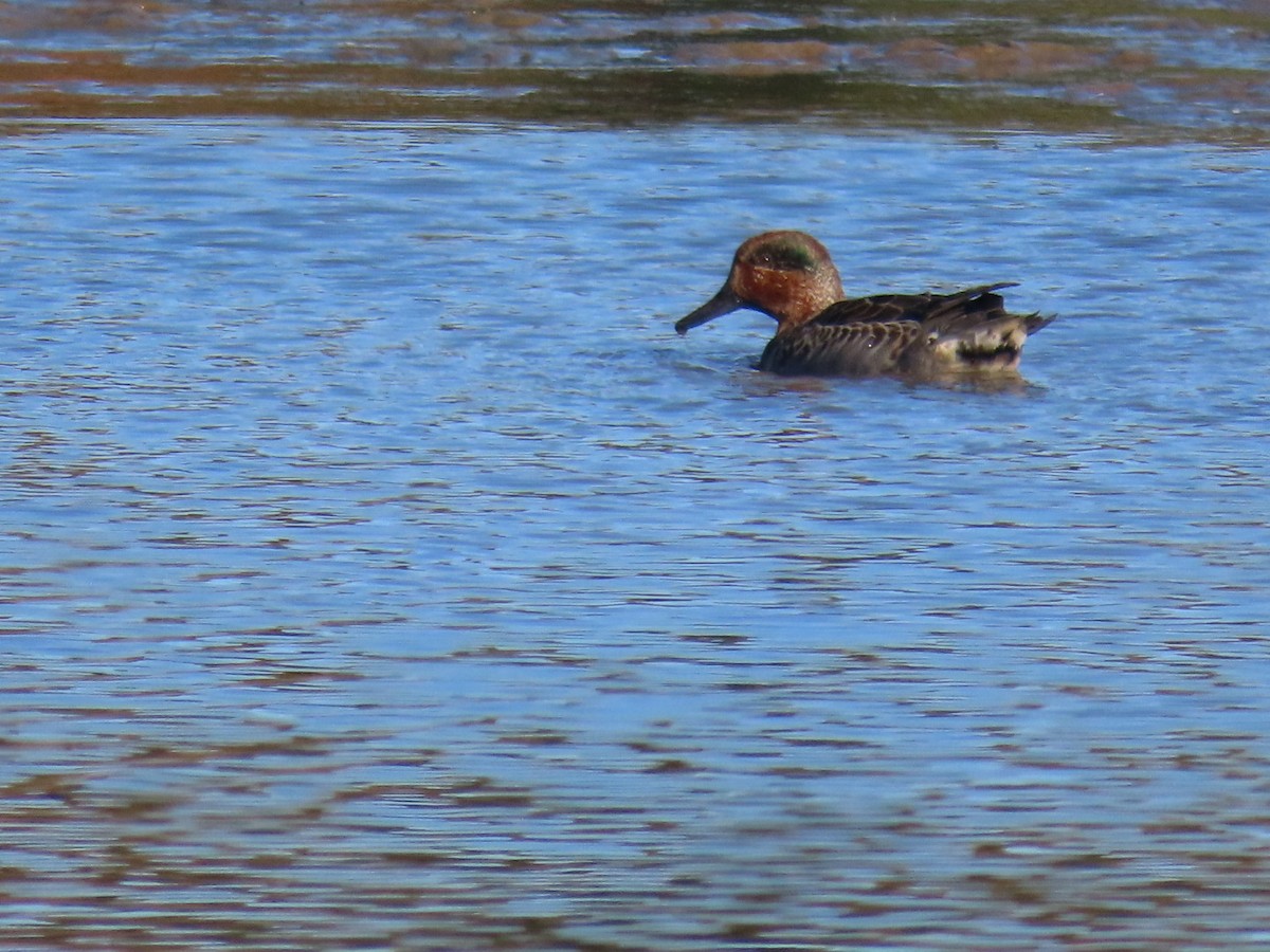 čírka obecná - ML643673324