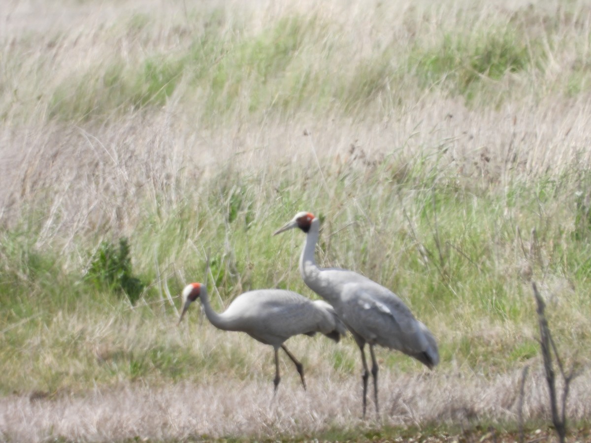 Brolga - ML643673325