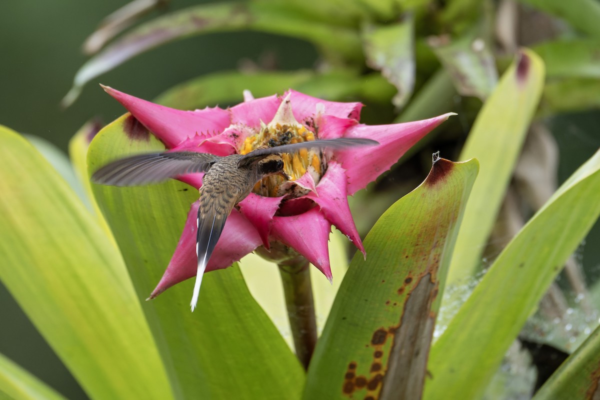 Scale-throated Hermit - ML643673326