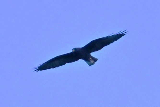 Short-tailed Hawk - ML643673334